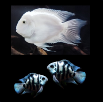 Voorbeeld - kopie (2)